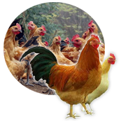 方案優(yōu)勢(shì)